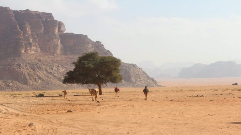 Desert landscape in Jordan with a few wandering camels